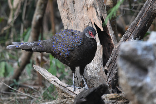 Germain's Peacock-Pheasant (Polyplectron germaini), photo 7
