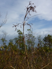 Cladium mariscus jamaicense