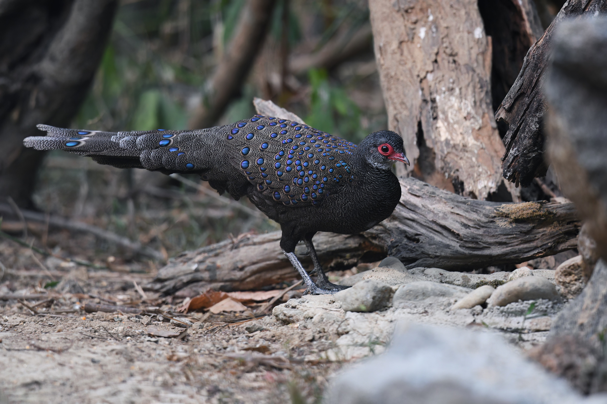 Germain's Peacock-Pheasant