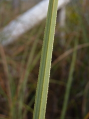 Cladium mariscus jamaicense