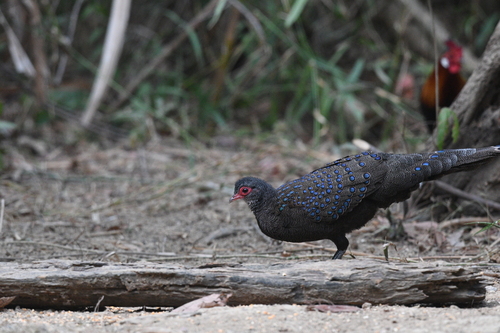 Germain's Peacock-Pheasant (Polyplectron germaini), photo 8
