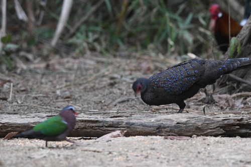 Germain's Peacock-Pheasant (Polyplectron germaini), photo 10