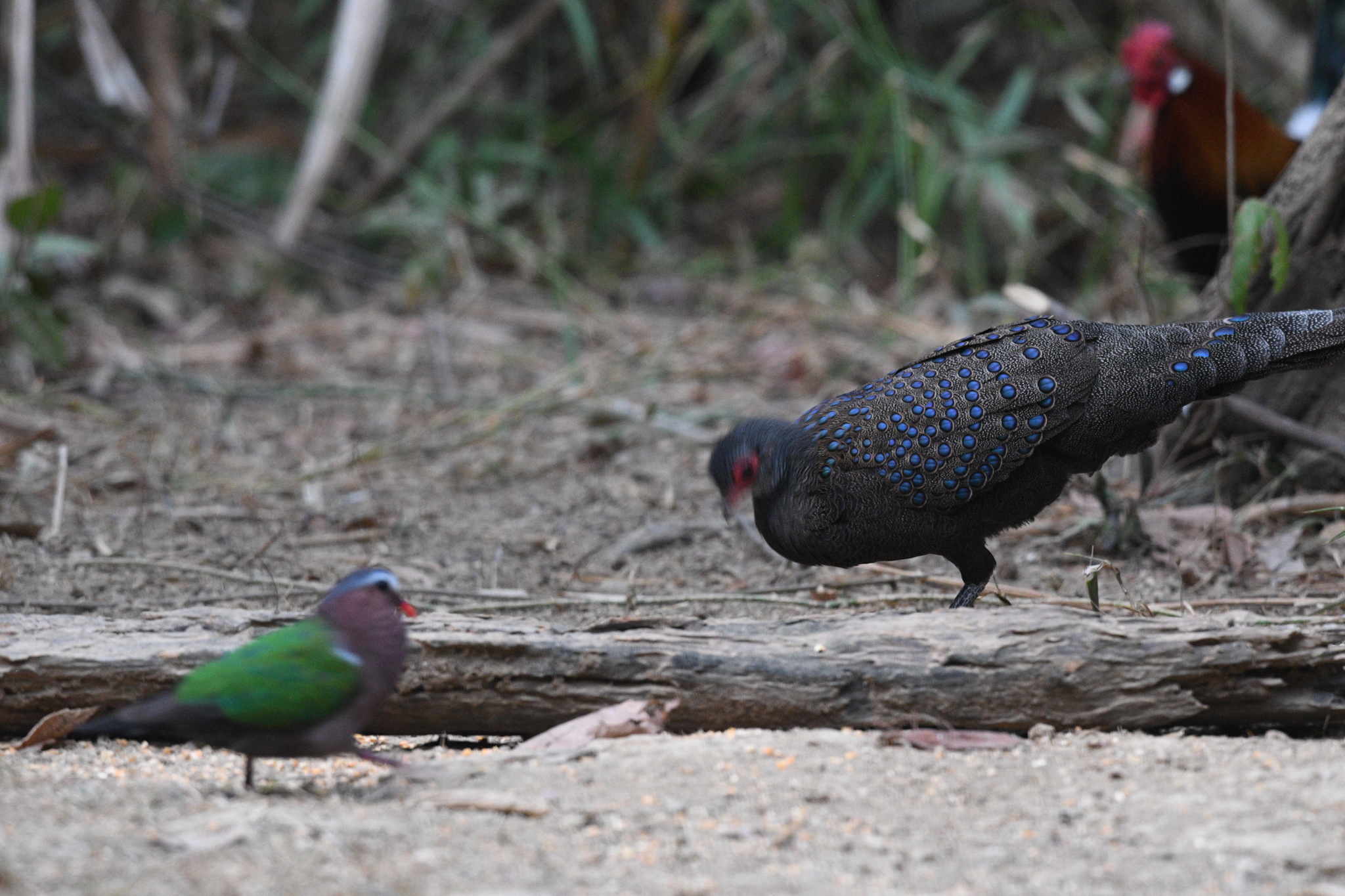 Germain's Peacock-Pheasant