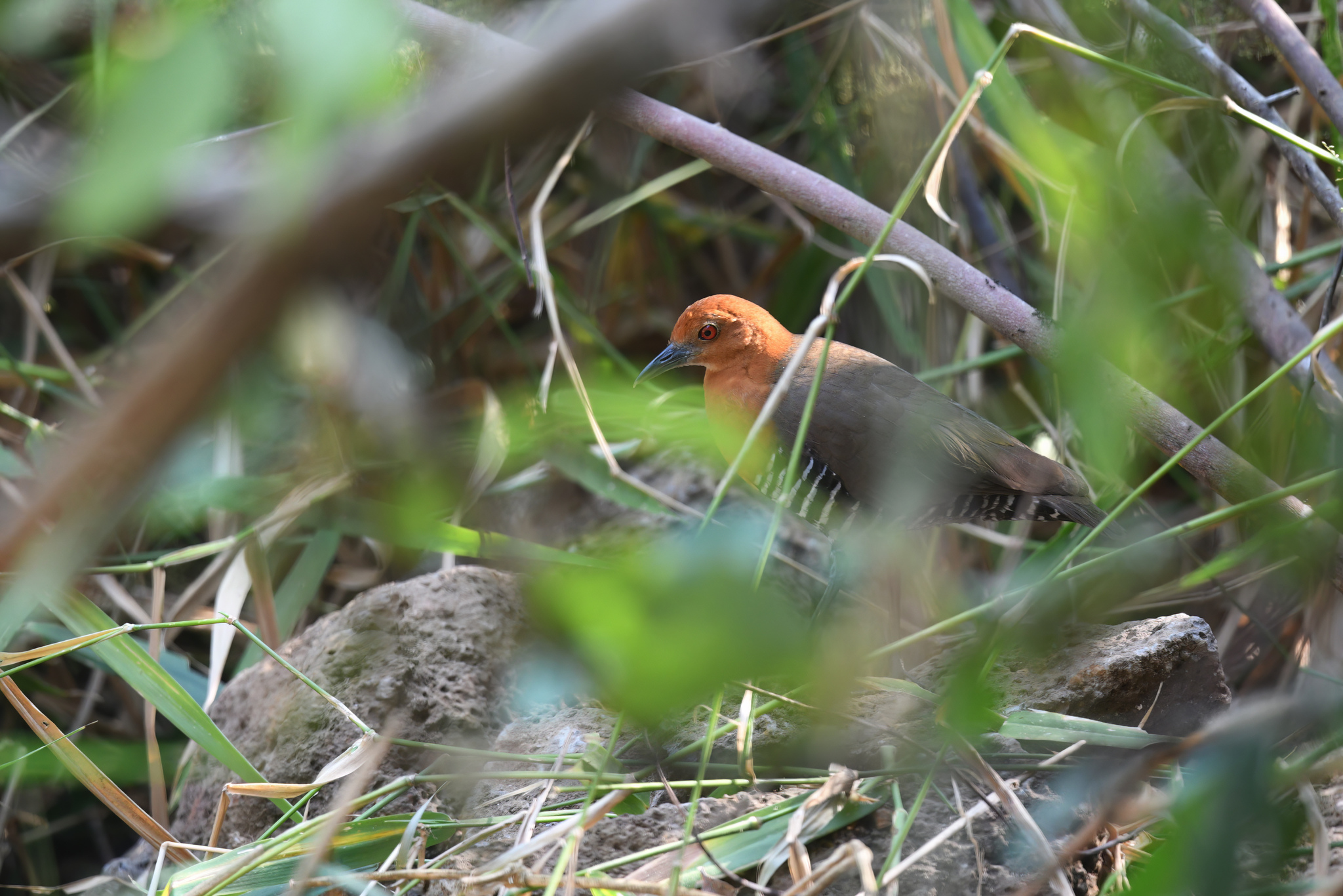 Slaty-legged Crake