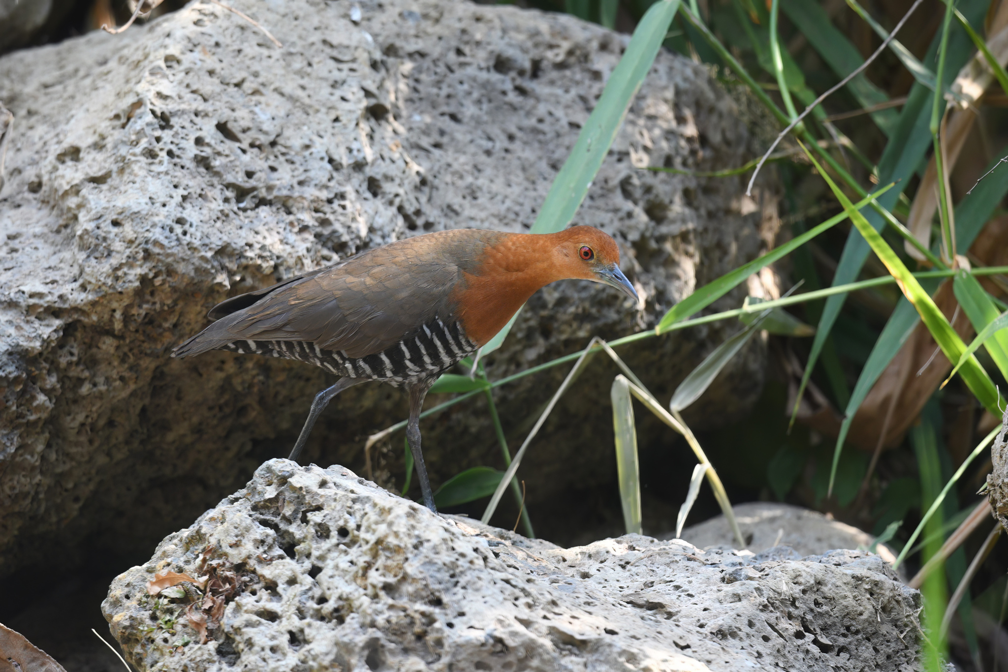 Slaty-legged Crake