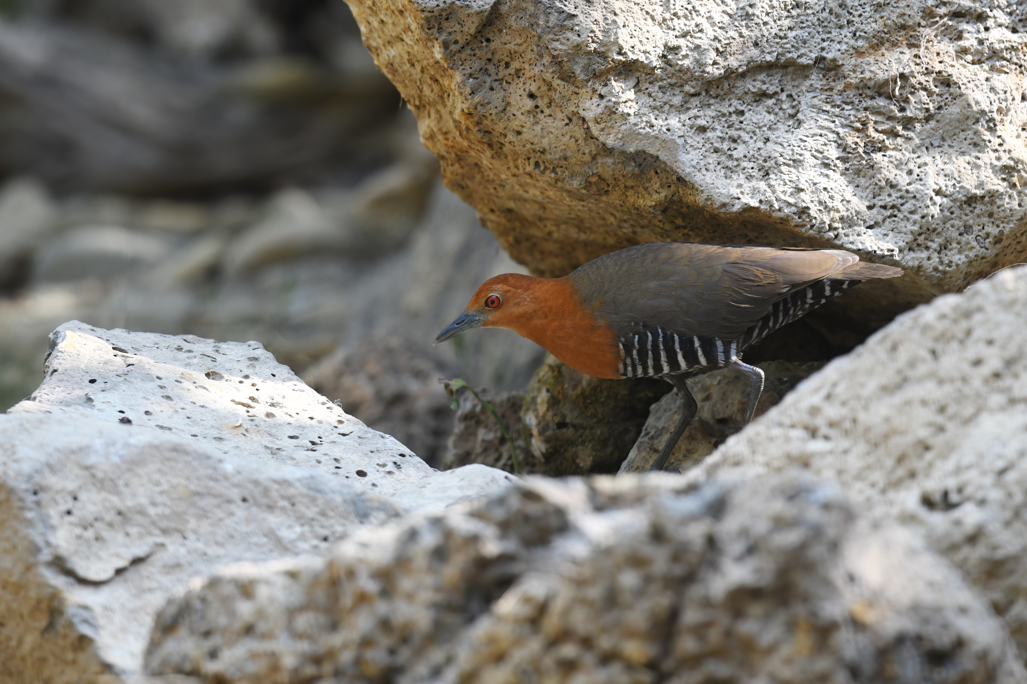 Slaty-legged Crake