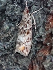 Eudonia minualis