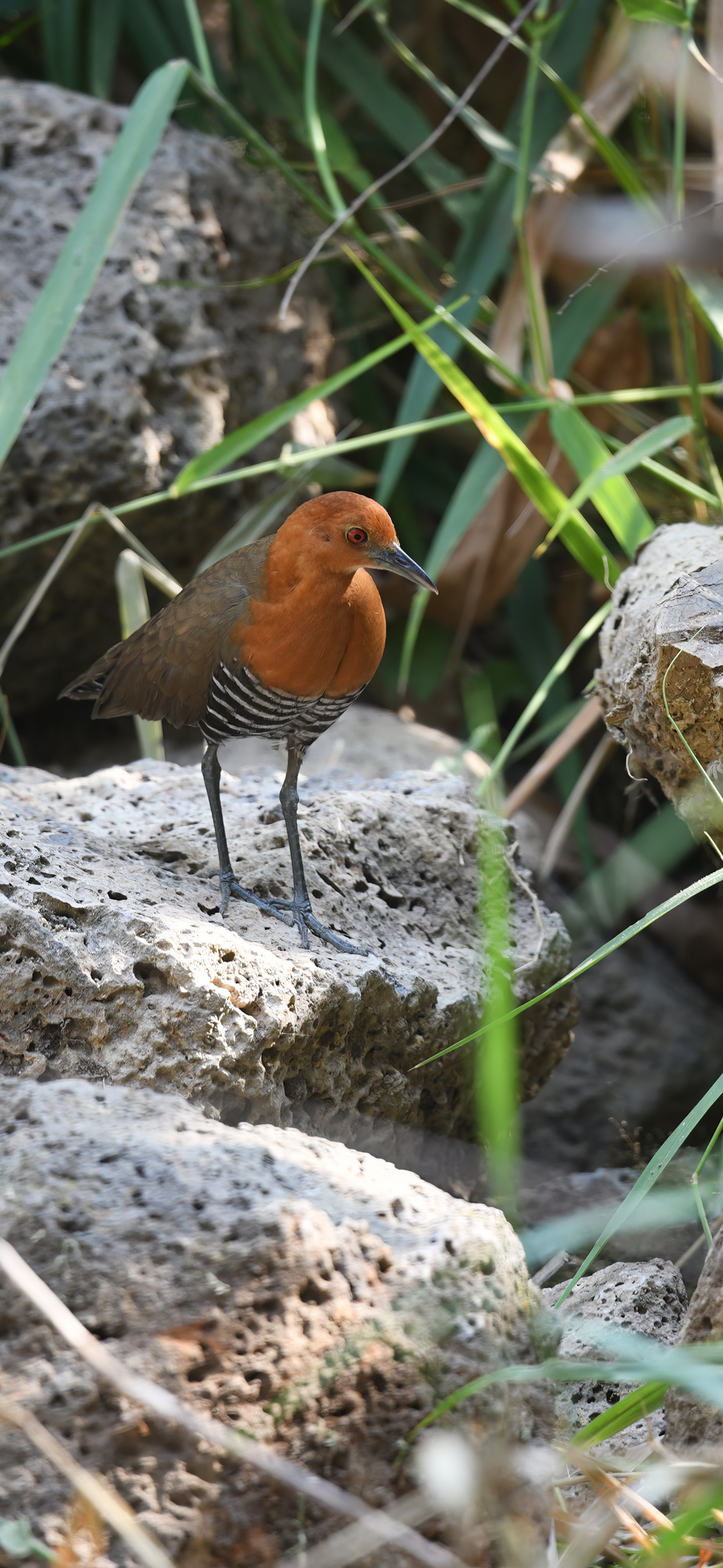 Slaty-legged Crake