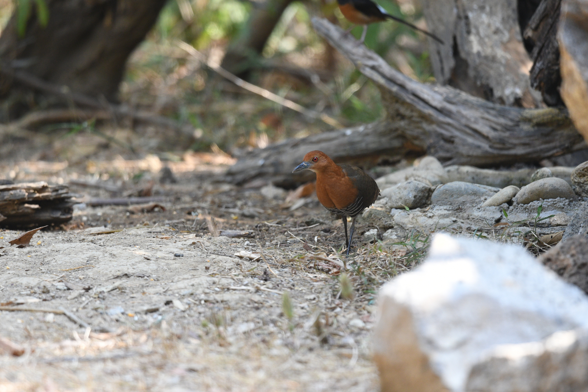 Slaty-legged Crake