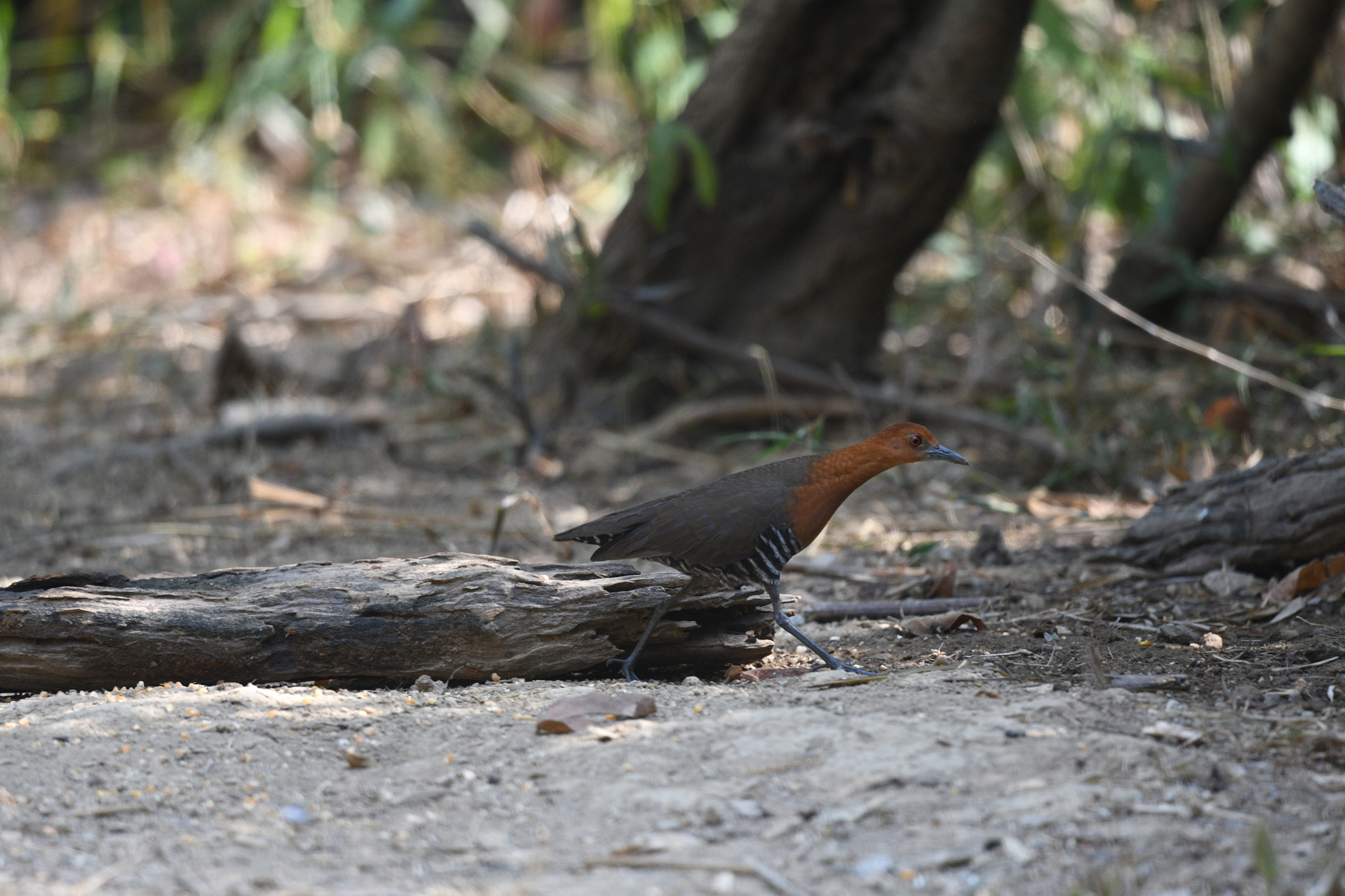 Slaty-legged Crake