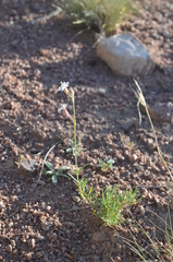 Silene brahuica