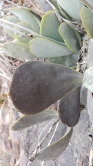 Adromischus sphenophyllus