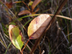 Zenobia pulverulenta