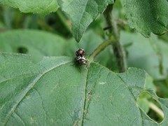 Zygogramma piceicollis