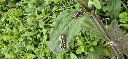 Spotted Sulphur