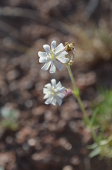 Silene brahuica