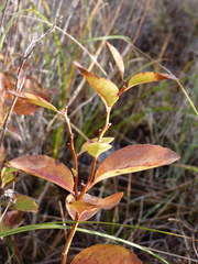 Zenobia pulverulenta