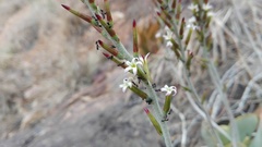 Adromischus sphenophyllus