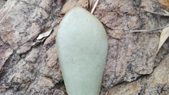 Adromischus sphenophyllus