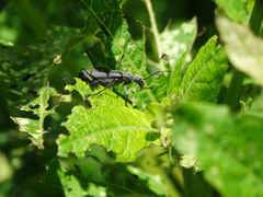 Epicauta curvicornis