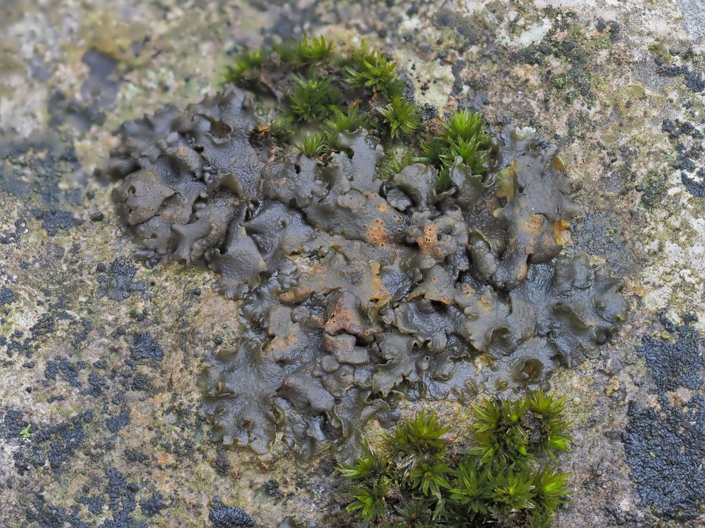 Tentacular Tarpaper