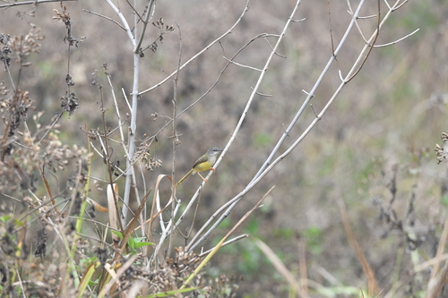 Yellow-bellied Prinia (Prinia flaviventris), photo 2