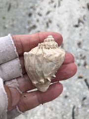 Melongena