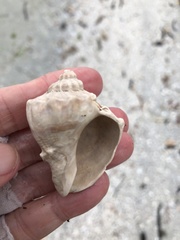 Melongena