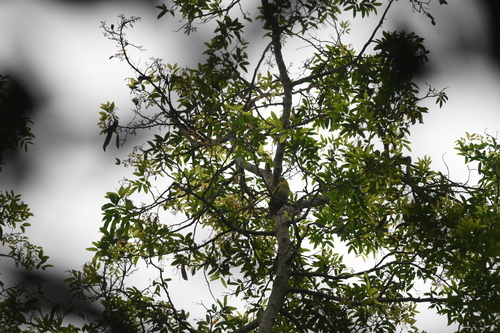 Ashy-headed Green Pigeon (Treron phayrei), photo 5