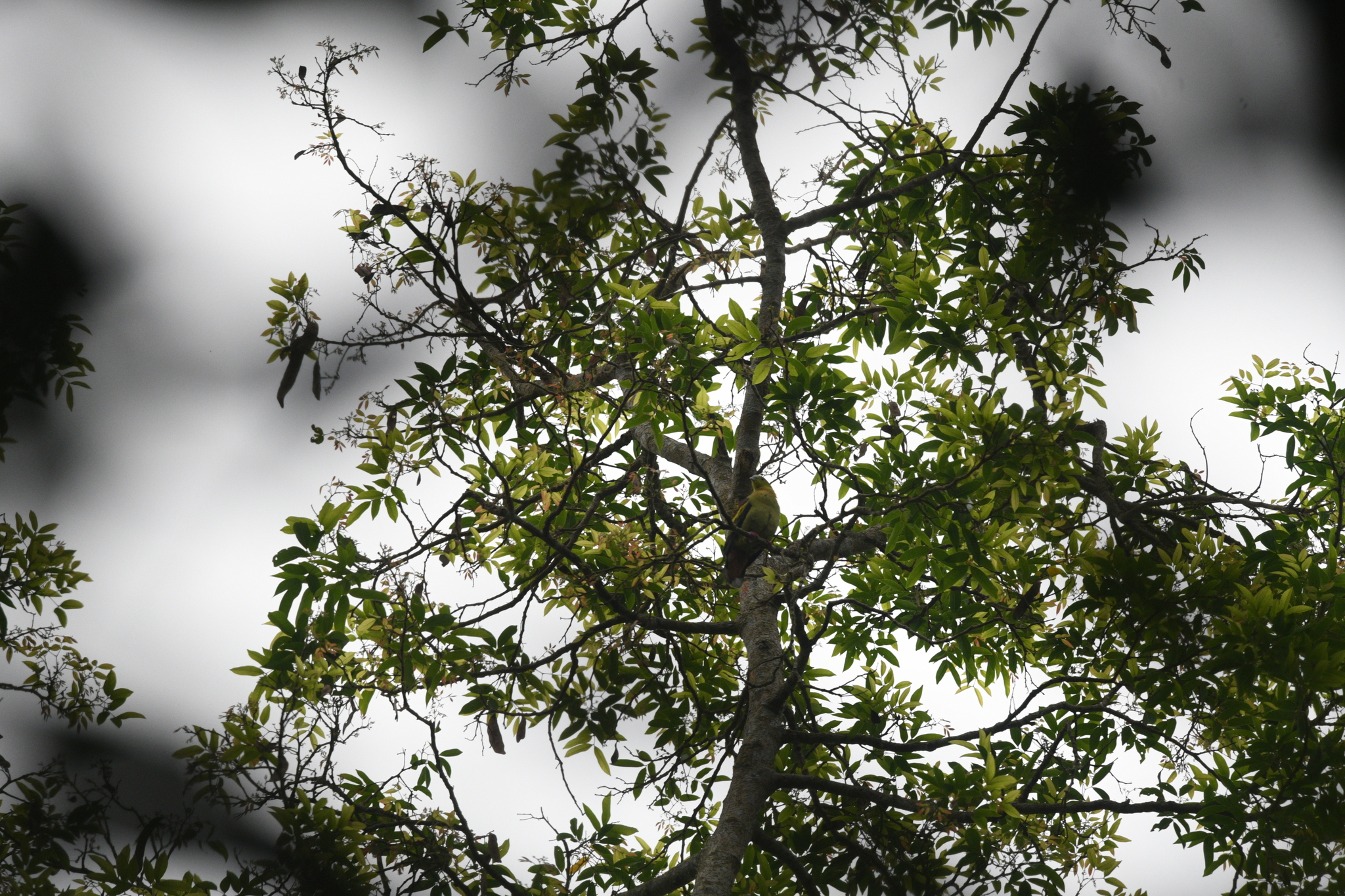 Ashy-headed Green Pigeon
