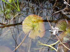 Nymphaea odorata odorata