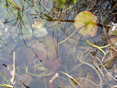 Nymphaea odorata odorata