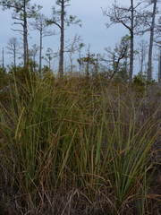 Cladium mariscus jamaicense