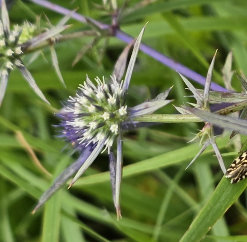 Blue sea holly
