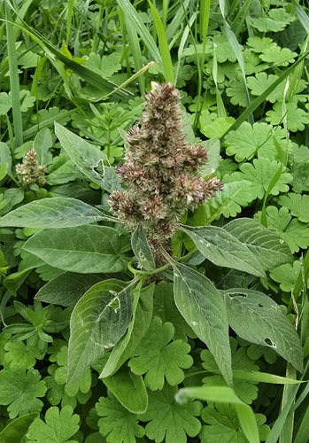 Redroot Amaranth