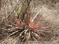 Hechtia sphaeroblasta