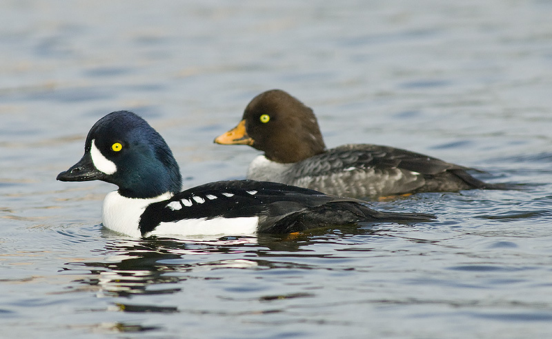 Similar Species to Common Goldeneye, All About Birds, Cornell Lab of  Ornithology