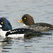 Barrow's Goldeneye - Photo (c) Doug Greenberg, some rights reserved (CC BY-NC-ND)