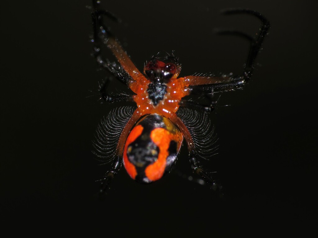 Orange-and-black Pear Spider