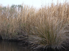 Juncus roemerianus