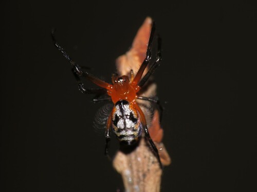 Orange-and-black Pear Spider photo 5