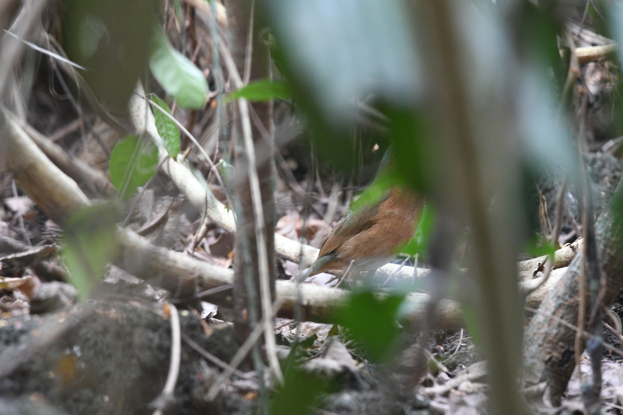 Blue-rumped Pitta