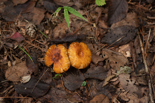 Russula senecis