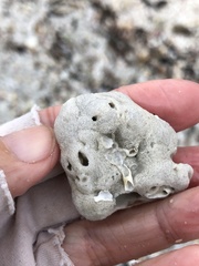 Schizoporella pungens