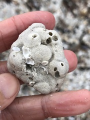 Schizoporella pungens