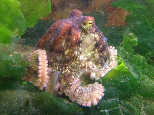 East Pacific Red Octopus