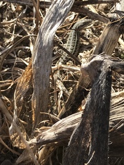 Sceloporus subniger