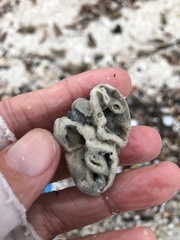 Schizoporella pungens