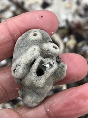 Schizoporella pungens