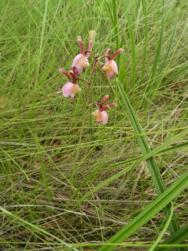 Eulophia coeloglossa image